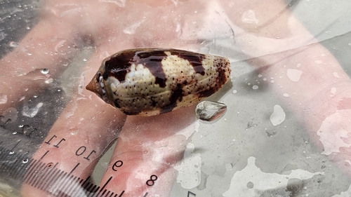 Conus tulipa observed 2026-09-09