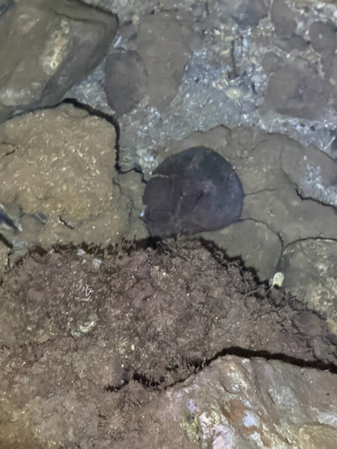 Brissus latecarinatus observed 2026-09-11