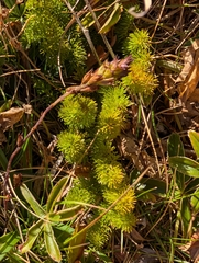Meum athamanticum