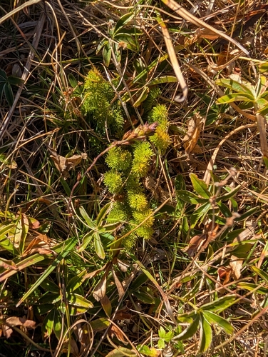 Meum athamanticum, photograph 2