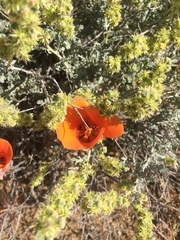 Calochortus kennedyi