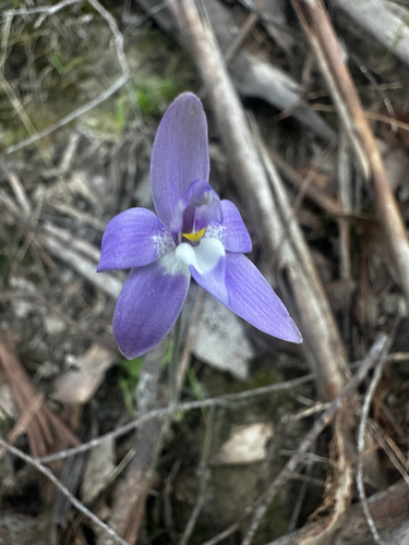 Waxlip Orchid