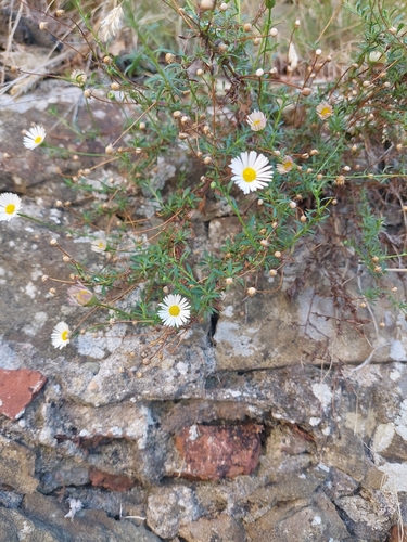 Mexican Fleabane