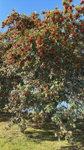 European mountain ash