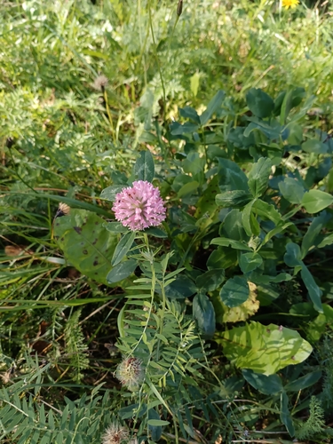 Red Clover