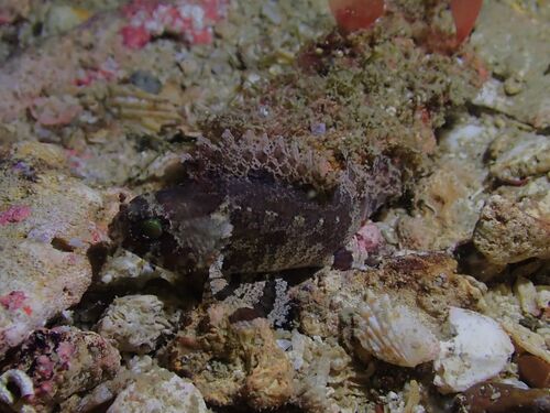 Centrogenys vaigiensis observed 2026-09-12
