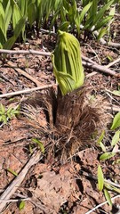 Veratrum oxysepalum