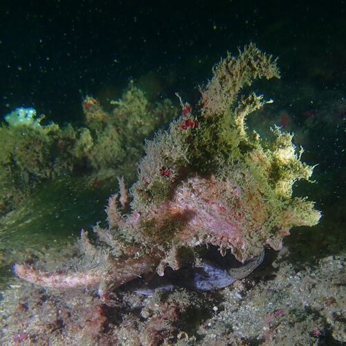Chicoreus ramosus observed 2026-09-12