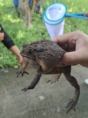 Asian Common Toad