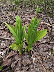 Veratrum oxysepalum