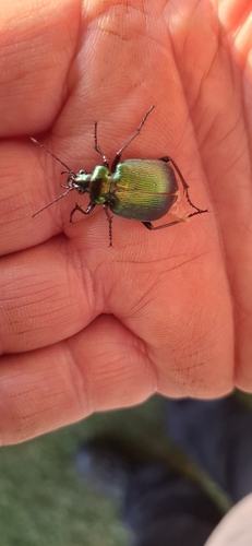 Green Carab Beetle