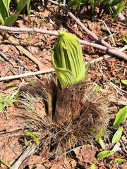 Veratrum oxysepalum