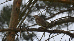 Turdus pilaris