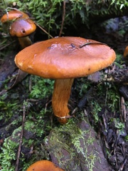 Cortinarius abnormis