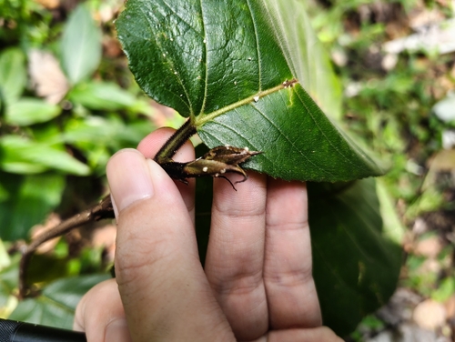Ficus obliqua observed 2026-09-12
