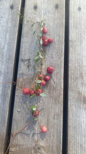 bog cranberry