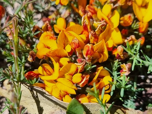 common eutaxia