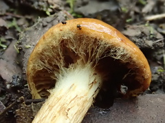 Cortinarius abnormis