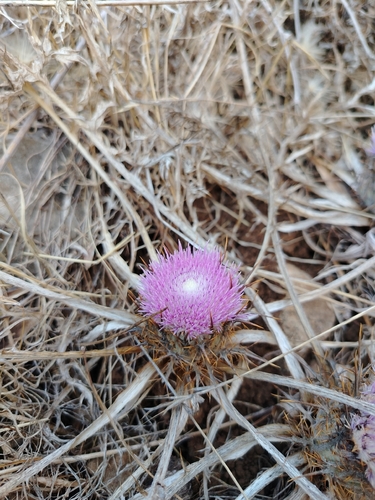 Chamaeleon gummifer, photograph 2