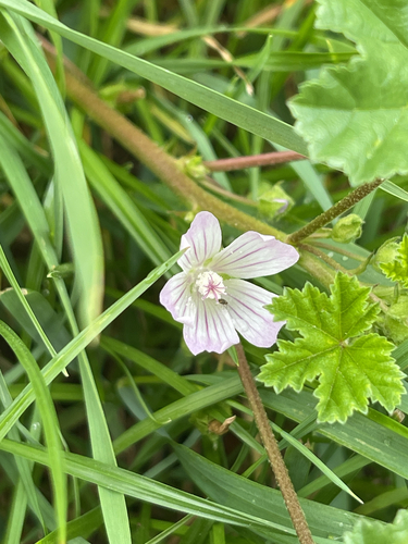 dwarf mallow
