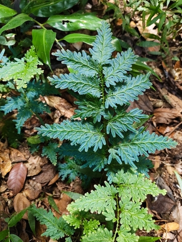 Willdenow's spikemoss