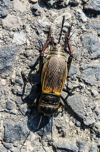 European Field Cricket