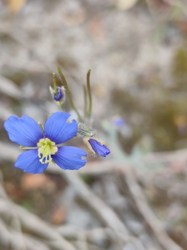 Heliophila africana, photograph 4