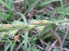 Onobrychis cyri