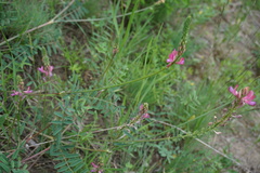 Onobrychis cyri
