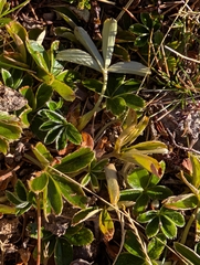 Alchemilla saxatilis