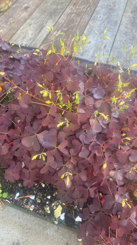 Oxalis stricta rufa