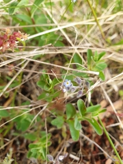 Myosotis ramosissima