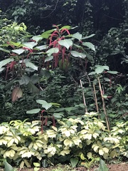 Acalypha hispida