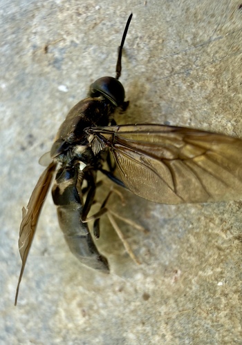 Black Soldier Fly