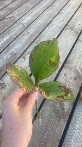 Bogbean