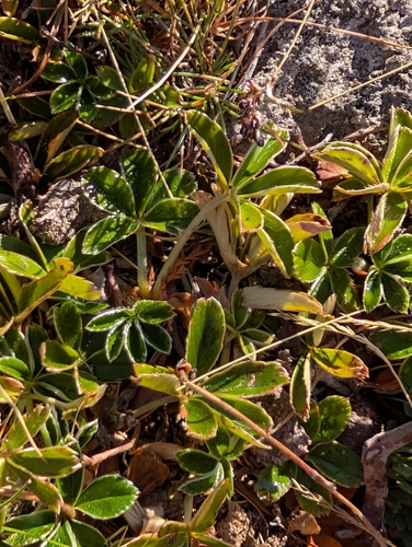 Alchemilla saxatilis, photograph 4