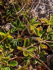 (c) Denys Vynokurov, some rights reserved (CC BY) Alchemilla saxatilis, photograph (c) Denys Vynokurov, some rights reserved (CC BY)