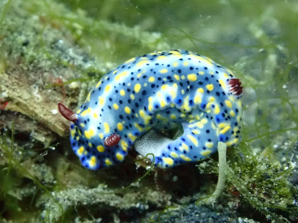 Black-spotted Split-tooth Dorid