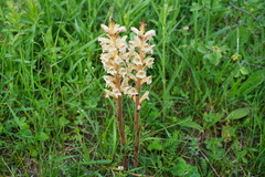 Orobanche lutea