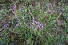 Polygala caucasica
