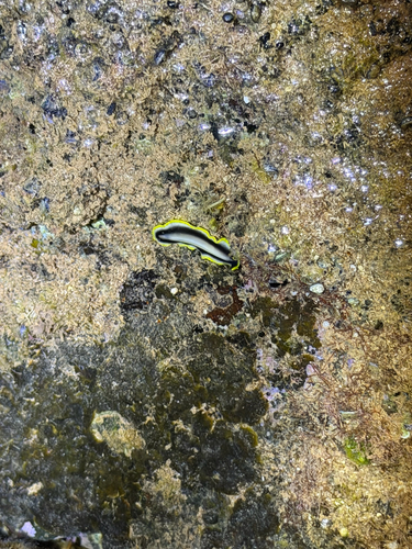 Pseudoceros paralaticlavus, 2026-09-11