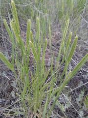 Agropyron cristatum