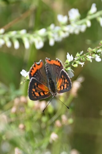 Small Copper