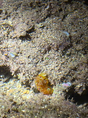 Hexabranchus observed 2026-09-11