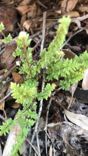 Cheilanthes distans observed 2026-09-12