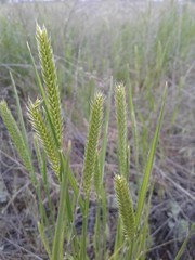 Agropyron cristatum