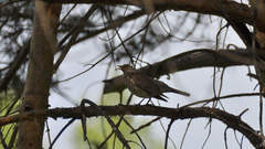 Turdus pilaris