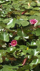 Nymphaea