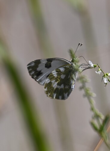 Eastern Bath White