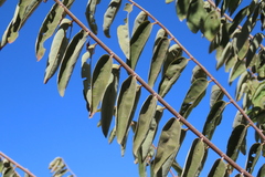 author not stated, no rights reserved Grewia flava, photograph author not stated, no rights reserved